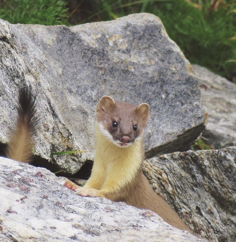 Long-tailed Weasel on a large rock