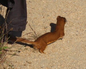 Long-tailed Weasel on the ground next to a human leg