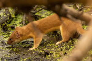 Long-tailed Weasel on wet ground