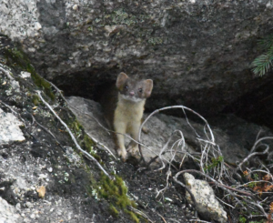 Long-tailed Weasel peeking out of a cave