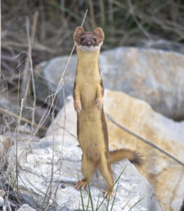 Long-tailed Weasel standing upright on a rock