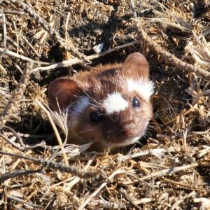 Long-tailed Weasel with its head peeking out of a burrow