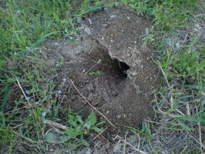 Northern Pocket Gopher burrow