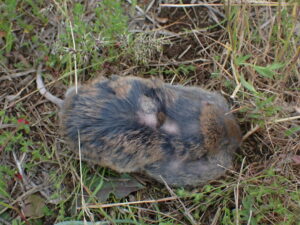 Northern Pocket Gopher on the ground in green grass