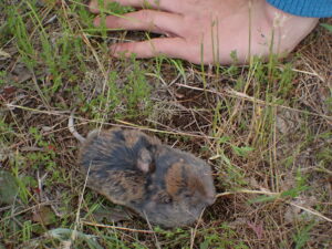 Northern Pocket Gopher on the ground with a human hand for size comparison