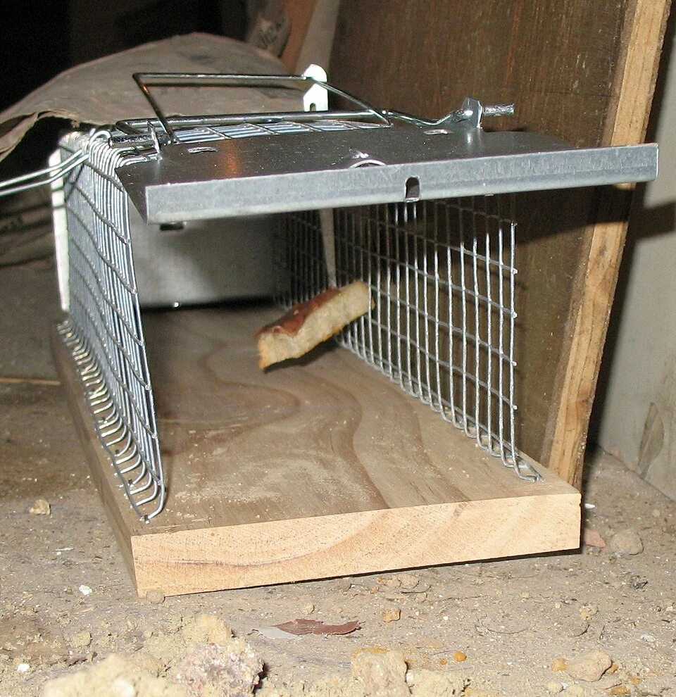 Rat cage trap set up with bait