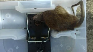 Rat caught in a black snap trap