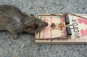 Rat caught in a wood victor snap trap