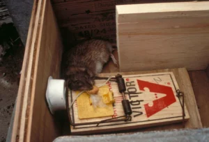 Rat in snap trap inside a box trap