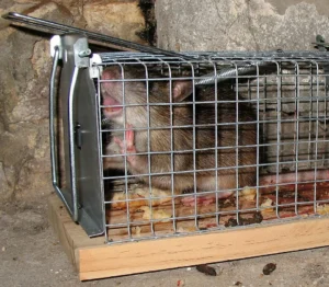 Rat trapped in a cage trap 