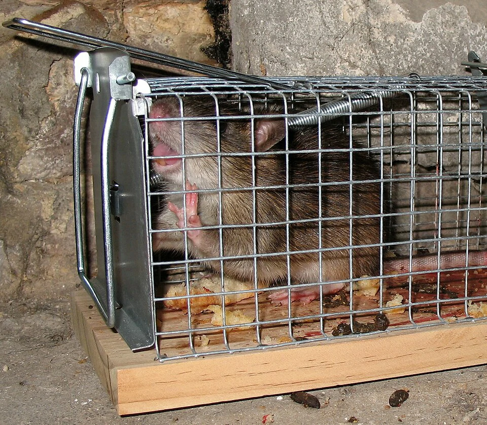 Rat trapped in a cage trap
