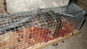 Rat trapped in a cage trap