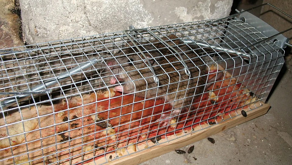 Rat trapped in a cage trap