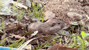 Southern California Pocket Gopher coming out of its burrow