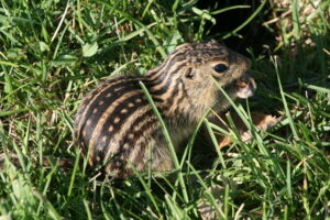 Thirteen-lined Ground Squirrel in green grass eating a acorn