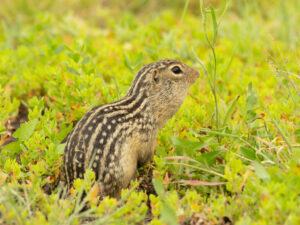 Thirteen-lined Ground Squirrel in green vegetation