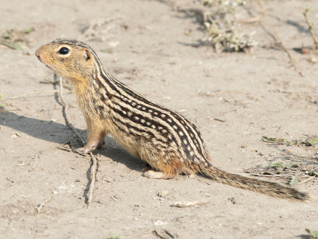 Thirteen-lined Ground Squirrel on dry ground