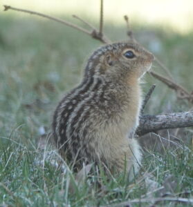 Thirteen-lined Ground Squirrel sitting up on grass next to a stick on the ground