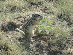 Thirteen-lined Ground Squirrel with a tracking collar around it neck