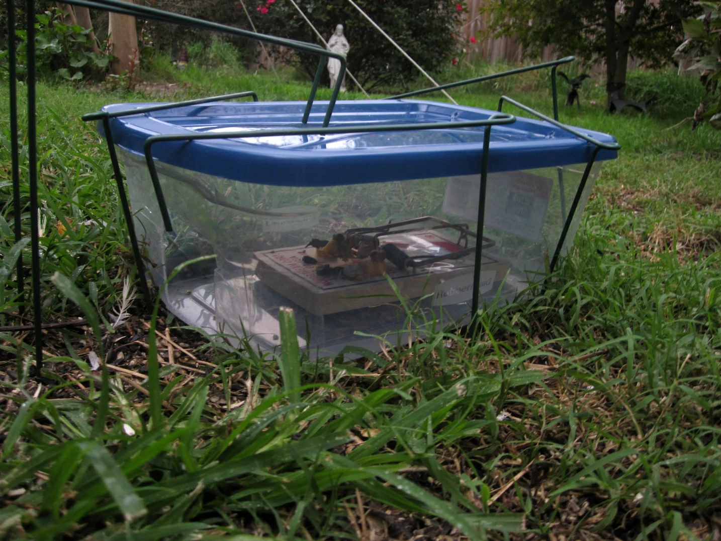 Transparent rat box trap on the grass outdoors