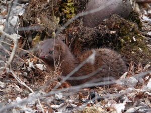 American Mink hiding in dry vegetation