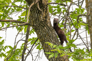 American Mink in a tree