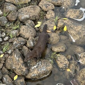 American Mink in shallow clear water with lots of rocks
