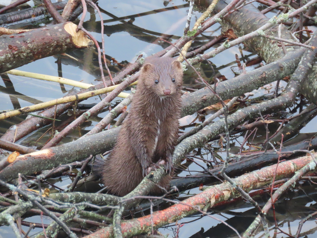 American Mink in shallow water with lots of sticks