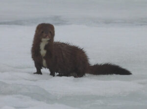 American Mink in snow