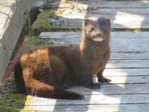 American Mink on a wooden walk way