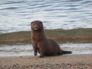 American Mink on the shore of a lake