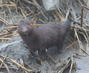 American Mink on wet ground