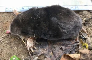 Eastern Mole next to a ruler