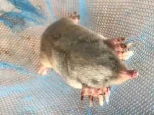 Eastern Mole on a blue net 0