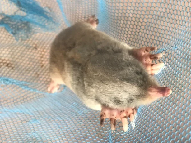 Eastern Mole on a blue net 0