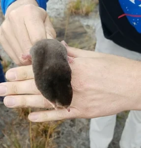 Eastern Mole on a persons hand