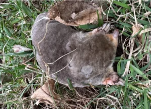 Eastern Mole on green grass