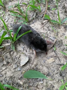 Eastern Mole on the ground next to green grass