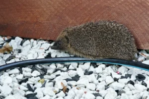 Hedgehog near a water pipe