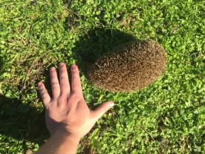 Hedgehog next to a human hand for size comparison