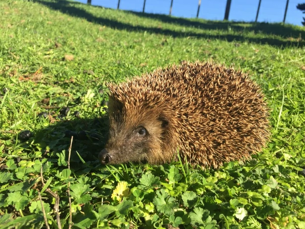 Hedgehog on grass in the sun