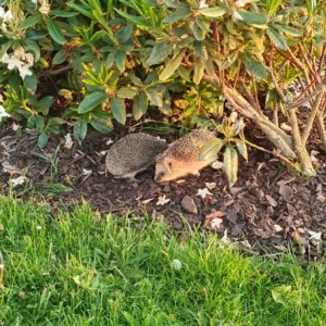 Two Hedgehogs on the ground
