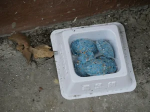 A Box of Blue Rat Poison