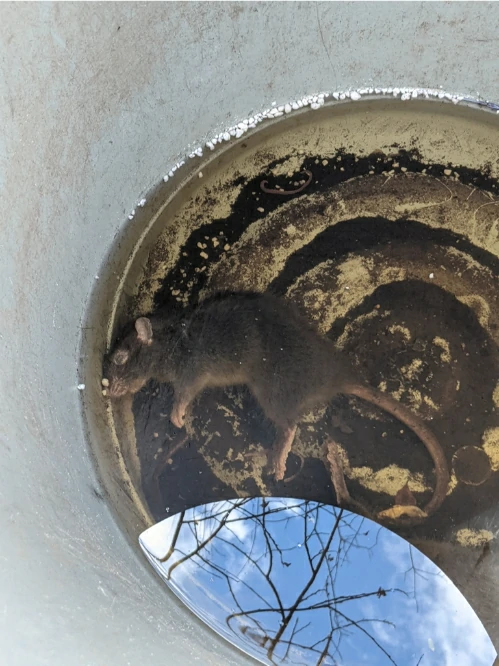 A Brown rat that drowned in a bucket trap with water 0