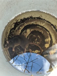 A Brown rat that drowned in a bucket trap with water