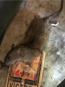 A dead Brown rat in a snap trap