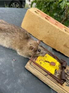 A dead Brown rat in an old rusty snap trap 0