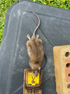 A dead Brown rat in an old rusty snap trap