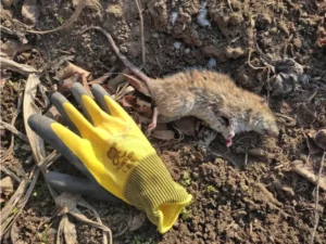 A dead Brown rat next to a rubber work glove
