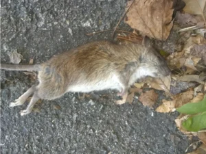 A dead Brown rat on concrete